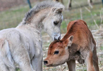 foal and calf