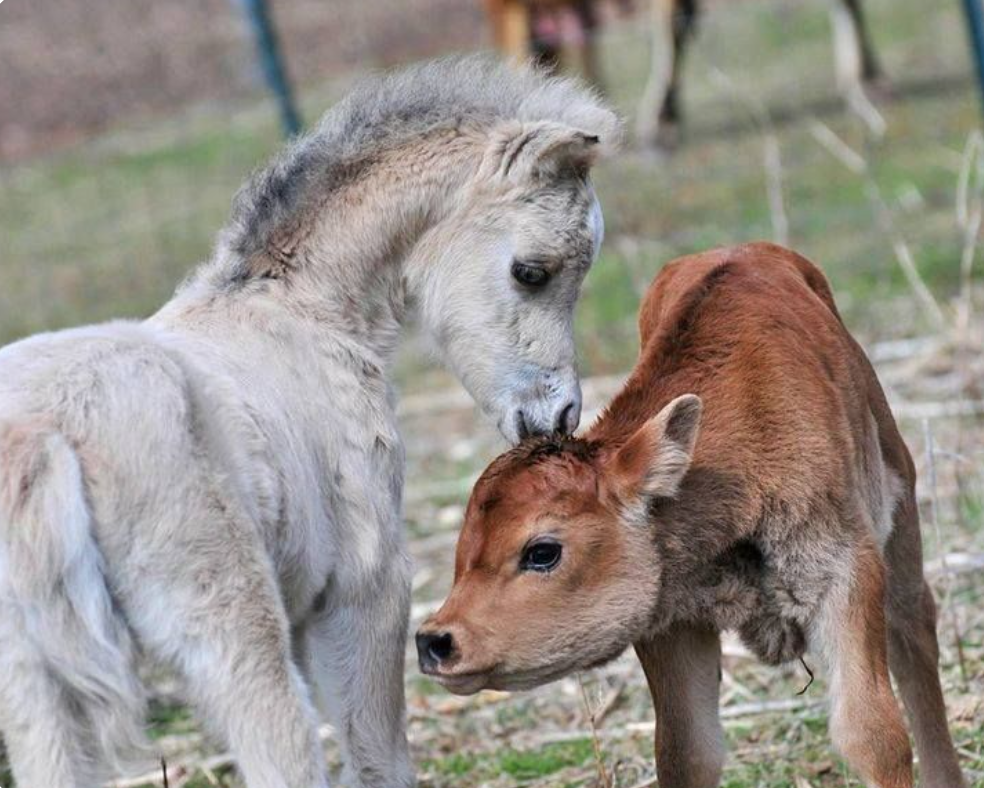 Biosecurity for foals and calves