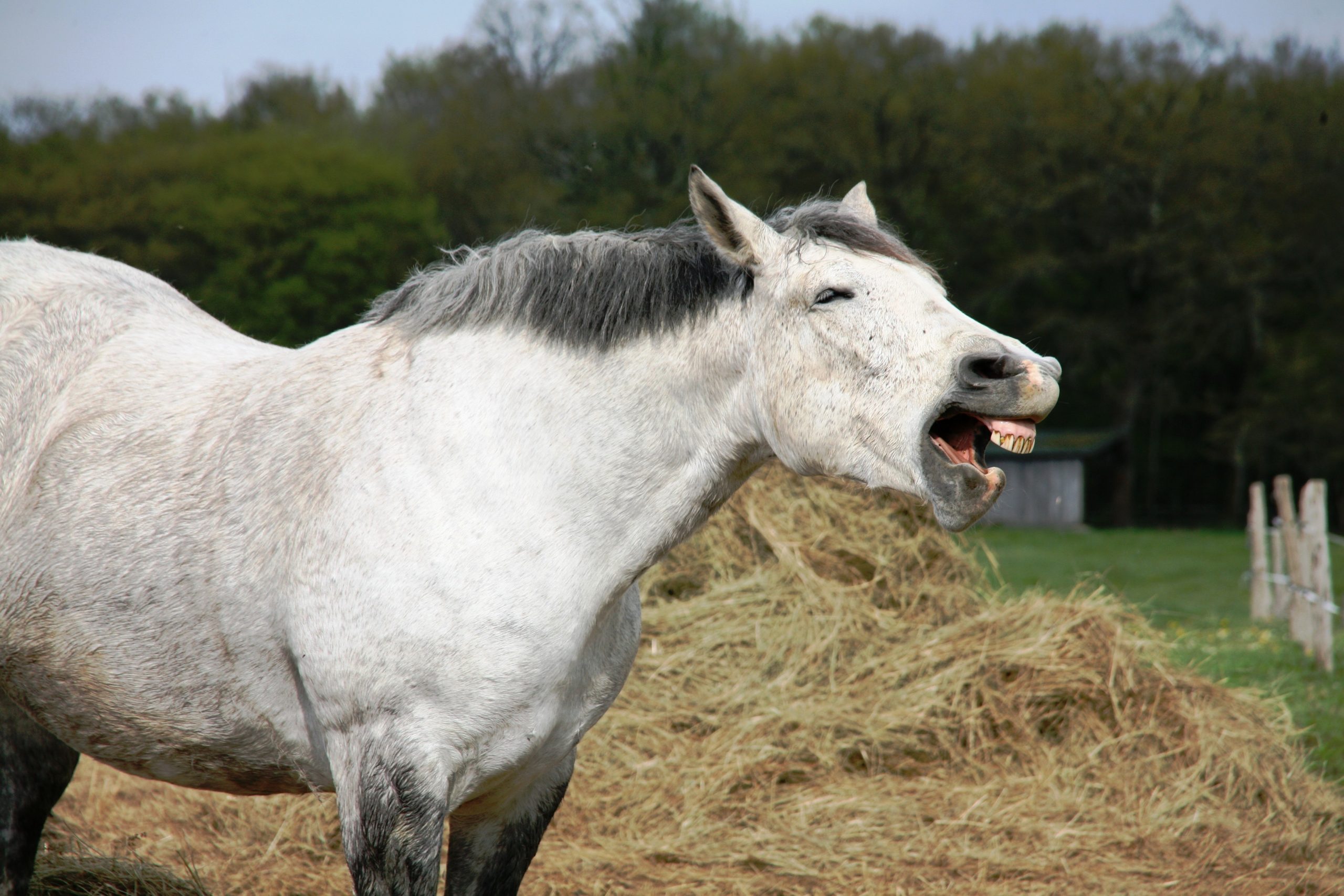 Equine Asthma