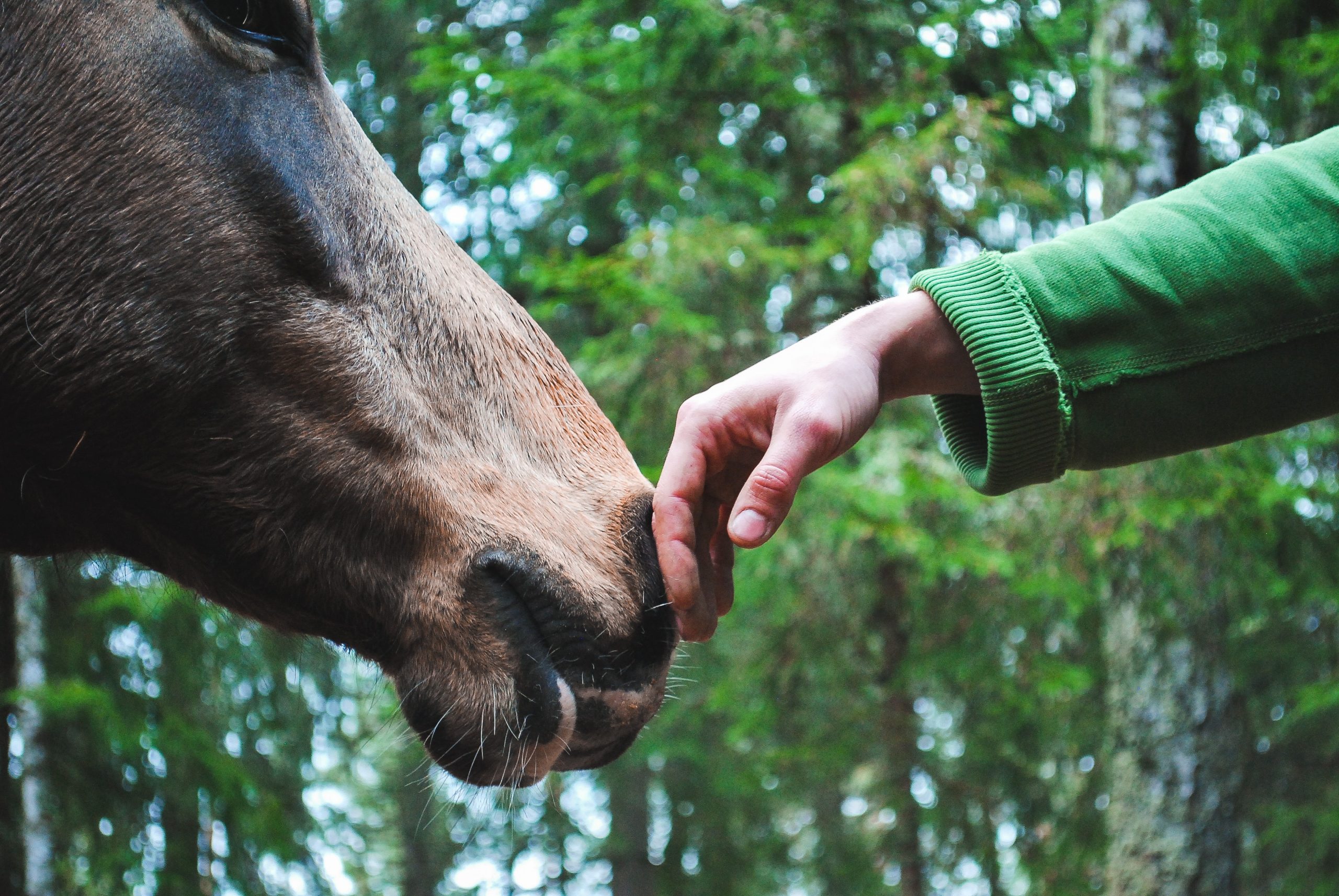 Canadian Large Animal Specialty Services