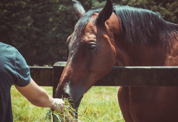 Diabetes in Horses – Insulin Dysregulation