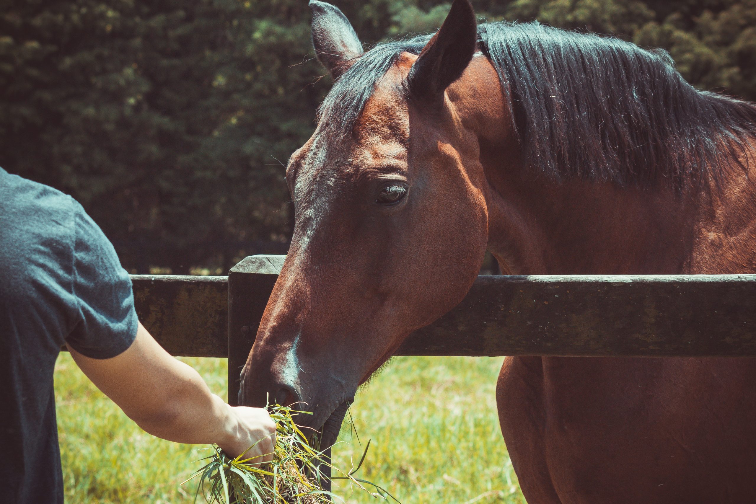 Diabetes in Horses – Insulin Dysregulation