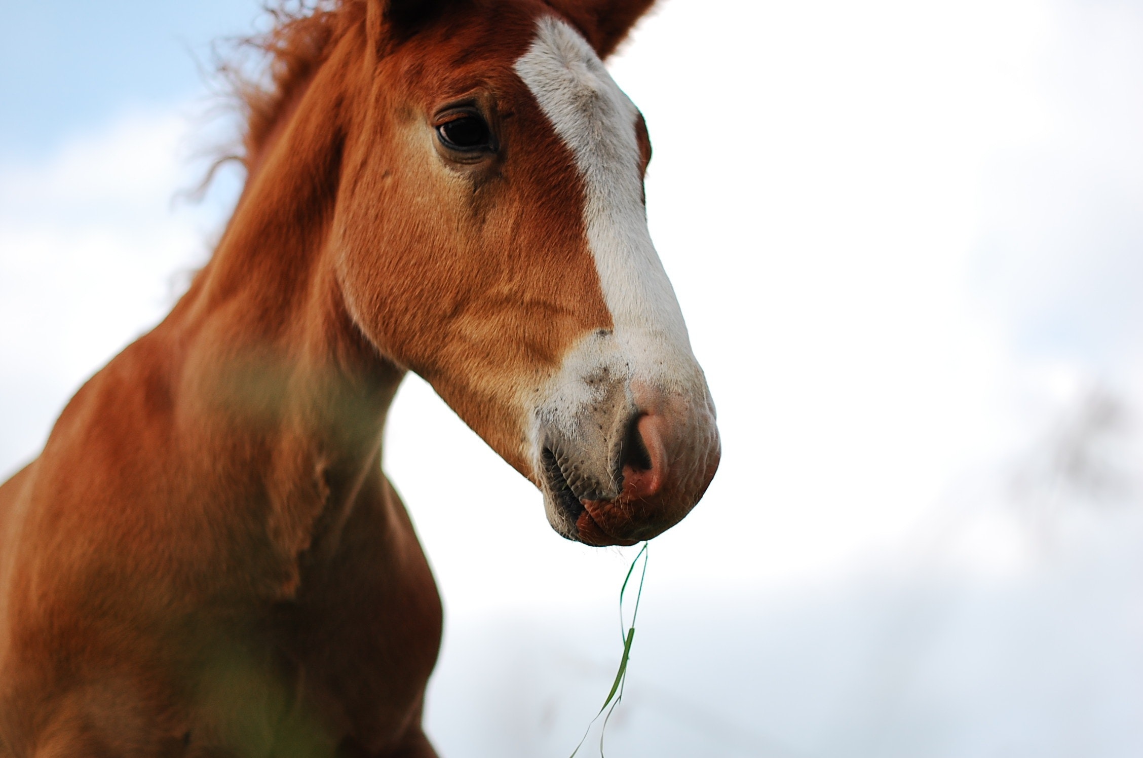 Coughing foals and Rhodococcus equi